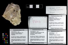 Foto (Objekt + Etikett) von Brachyura indet.  (NHMW-GEO-2014-0194-0813c)